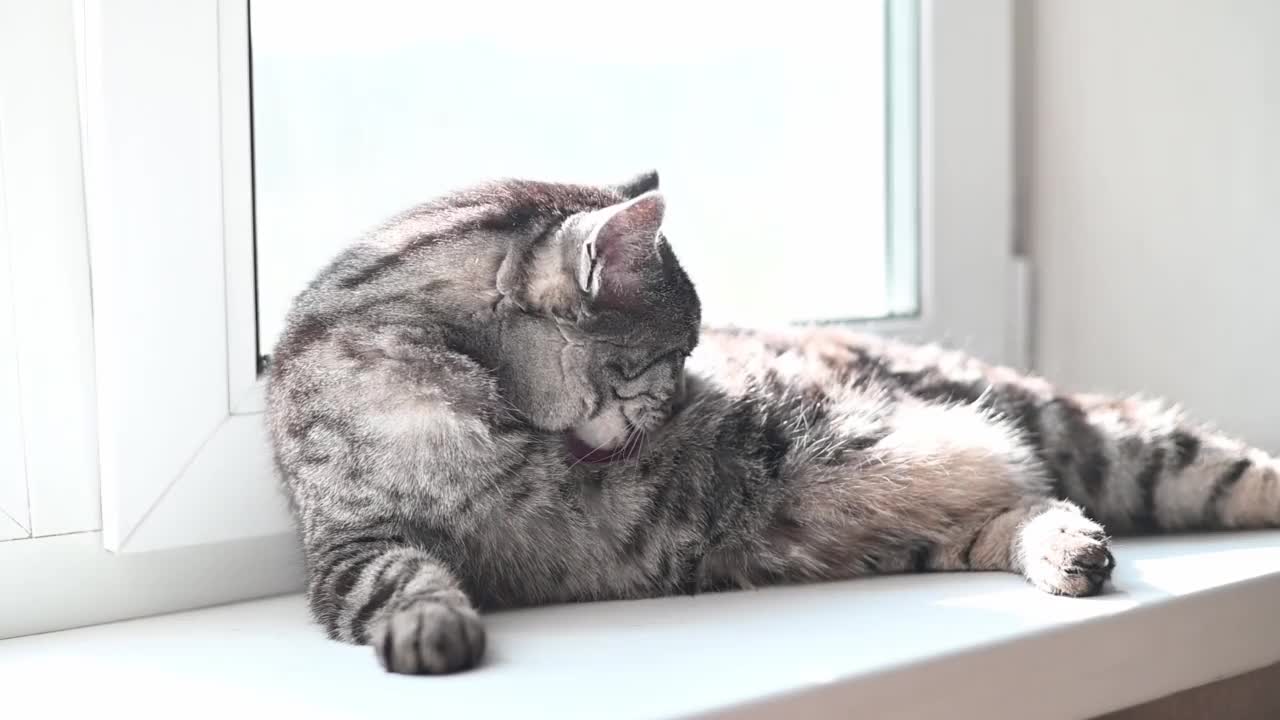 家猫舔自己的毛，梳理自己视频下载