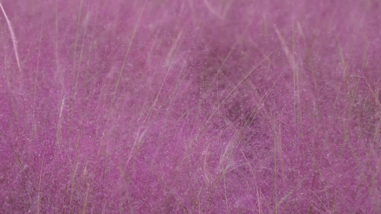 Muhlenbergia capillaris背景视频下载