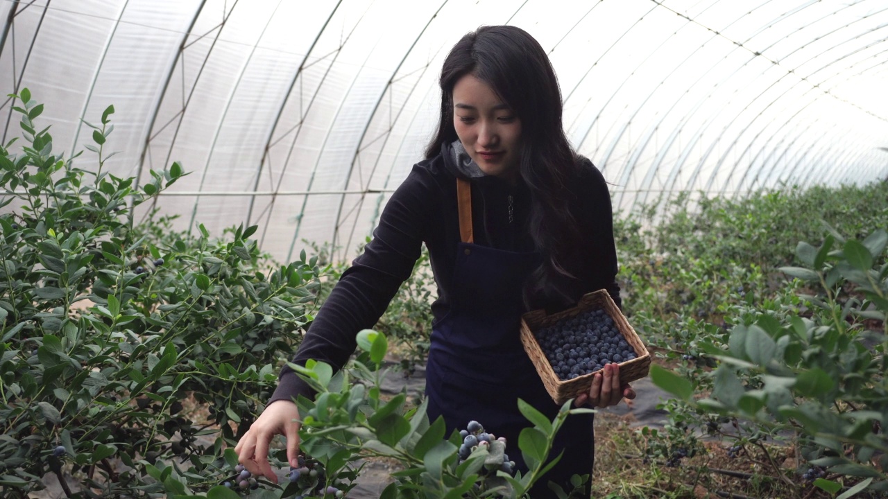 在温室收获水果的女工人视频素材