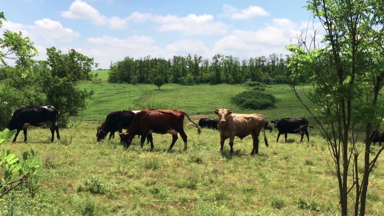 一群母牛在夏天的锭子上视频素材