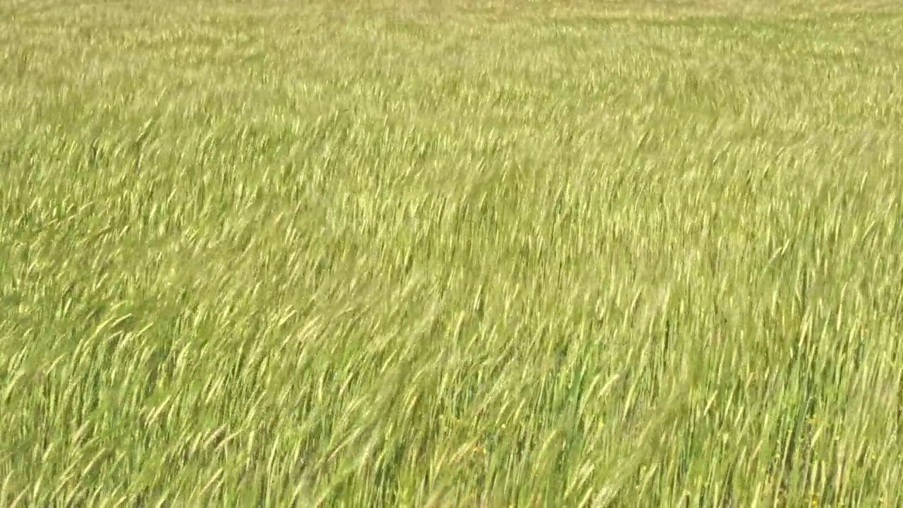 播种着被风吹动的绿麦视频素材