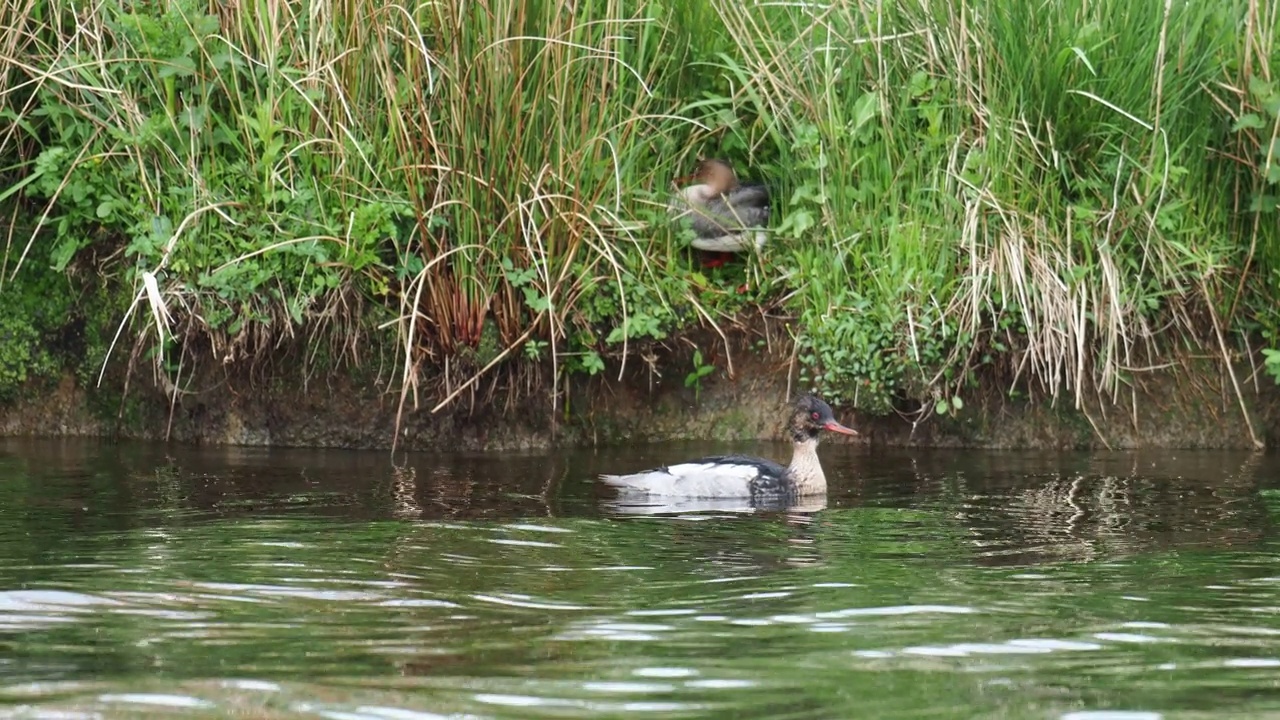 在英国湖区安布尔赛德的布拉塞河上，一对红胸秋沙鼠，秋沙鼠。视频素材