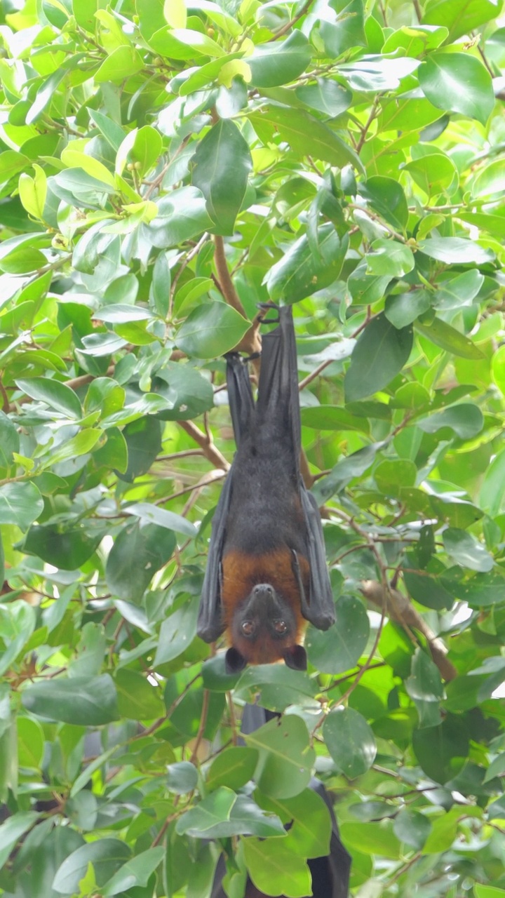 热带雨林中常见的狐蝠挂在树上。视频下载
