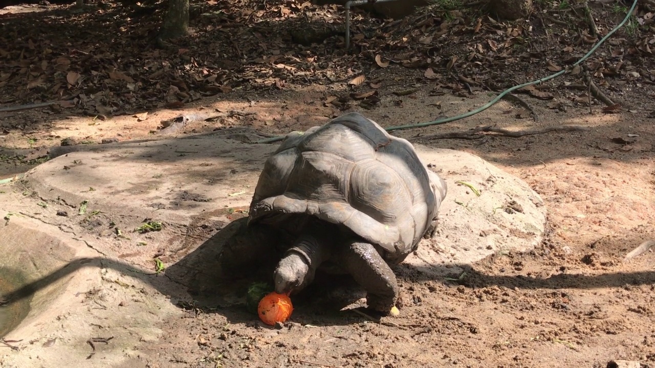 吃巨龟或塞舌尔巨龟视频素材
