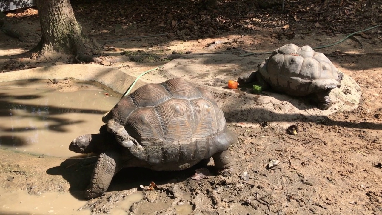 巨龟或塞舌尔巨龟行走视频素材