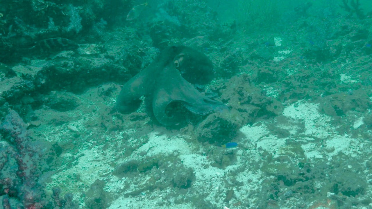 泰国海底的珊瑚礁章鱼视频素材