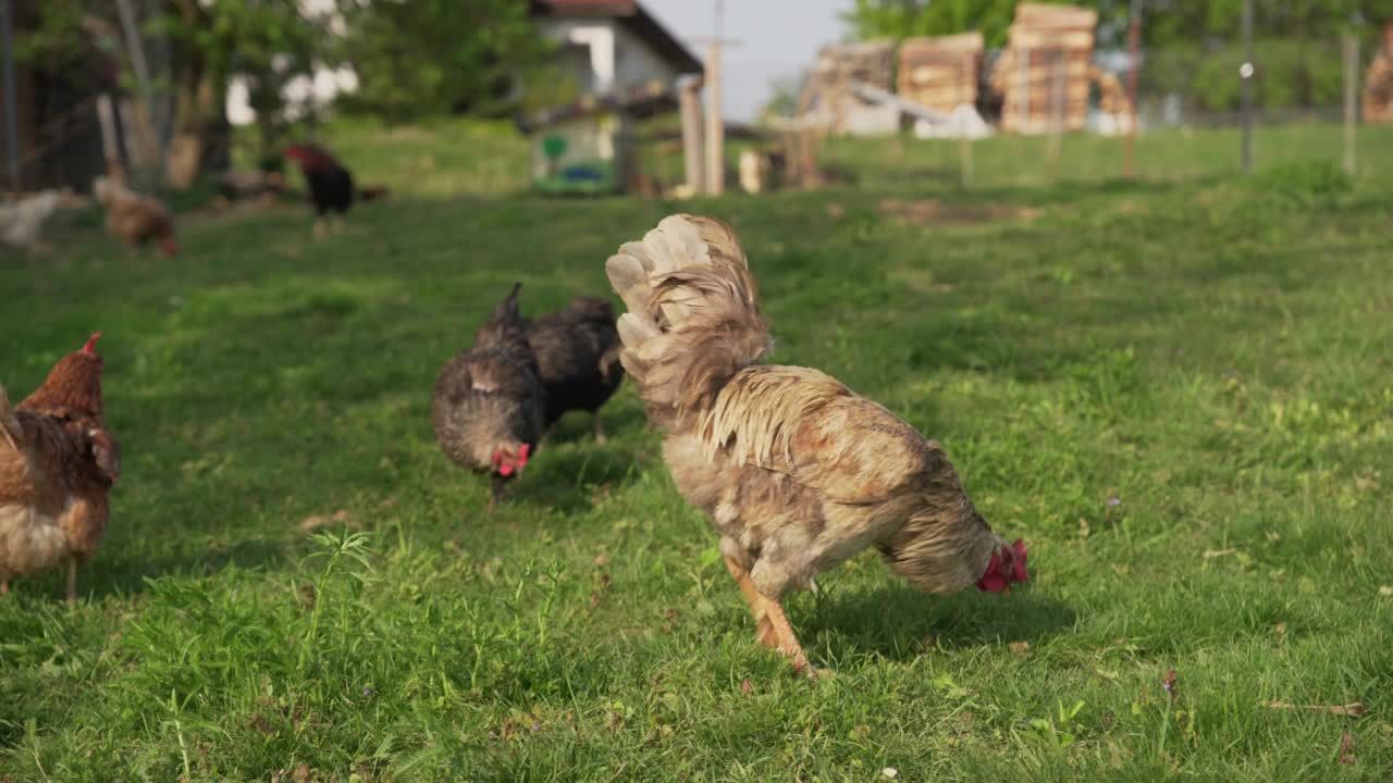 鸡在自由放养的地方吃。有机养鸡场。(4 k)视频下载