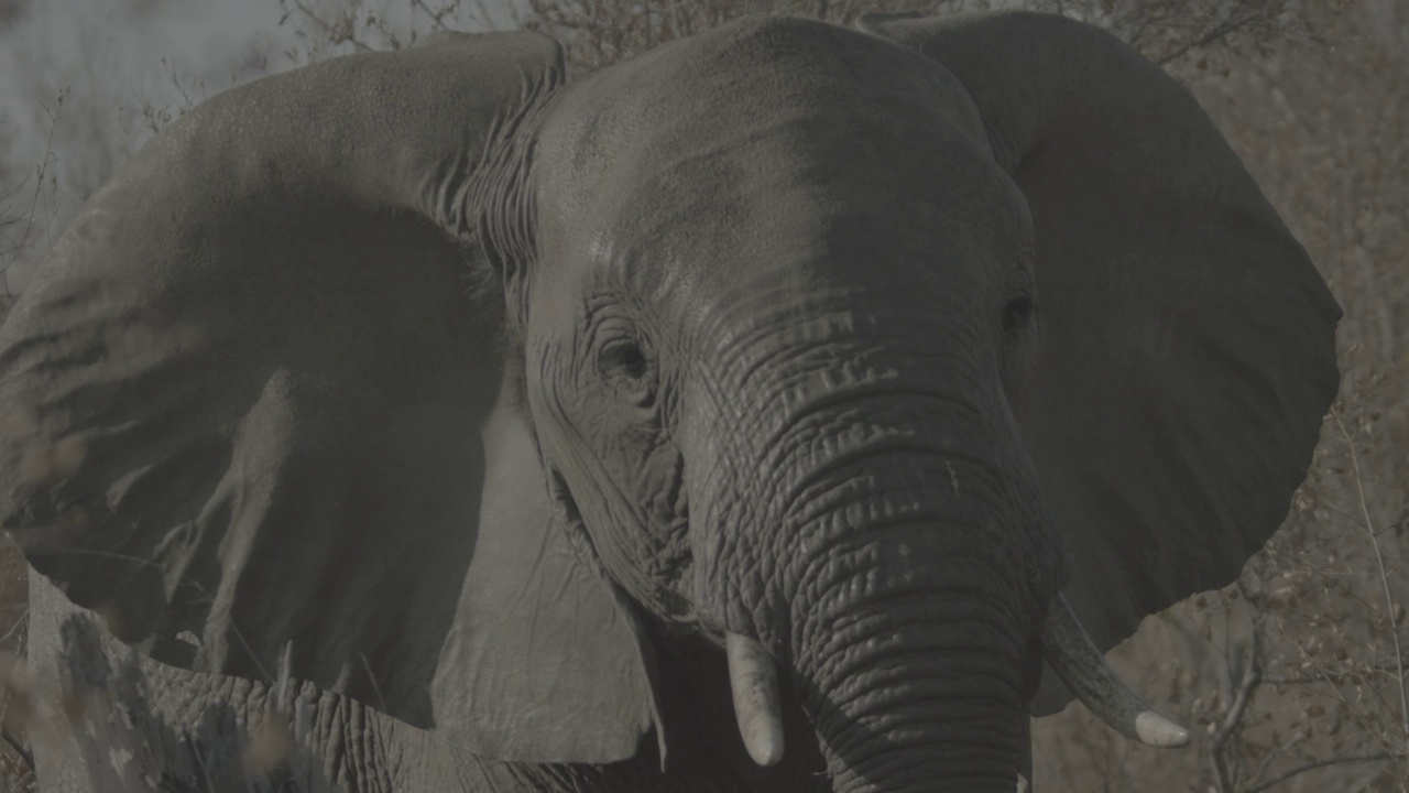 大象特写视频素材