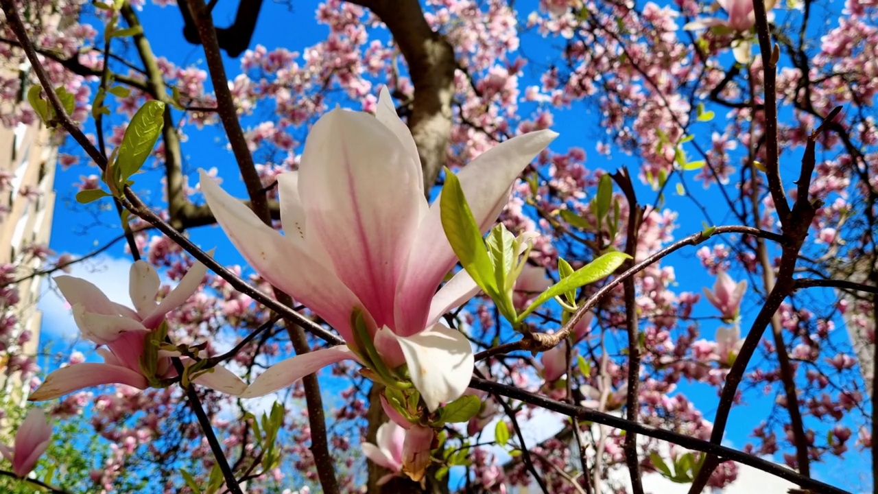 春天的背景。春天公园里的杜鹃花。自然的背景视频素材