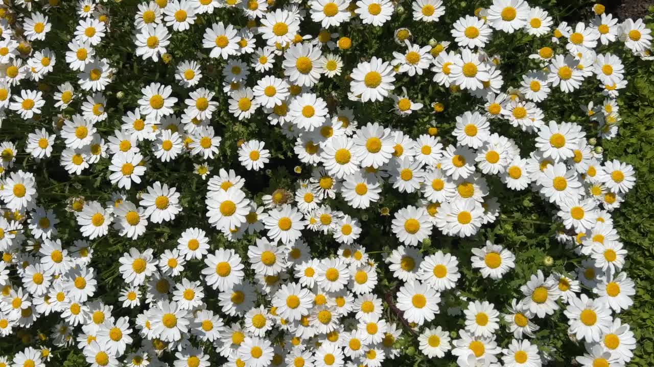 美丽的白色雏菊花作为背景在花园在一个阳光明媚的日子在春天或夏天视频下载