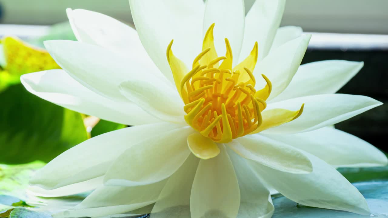 黄睡莲合花。单身美丽的白色睡莲盛开在池塘在晴天视频素材