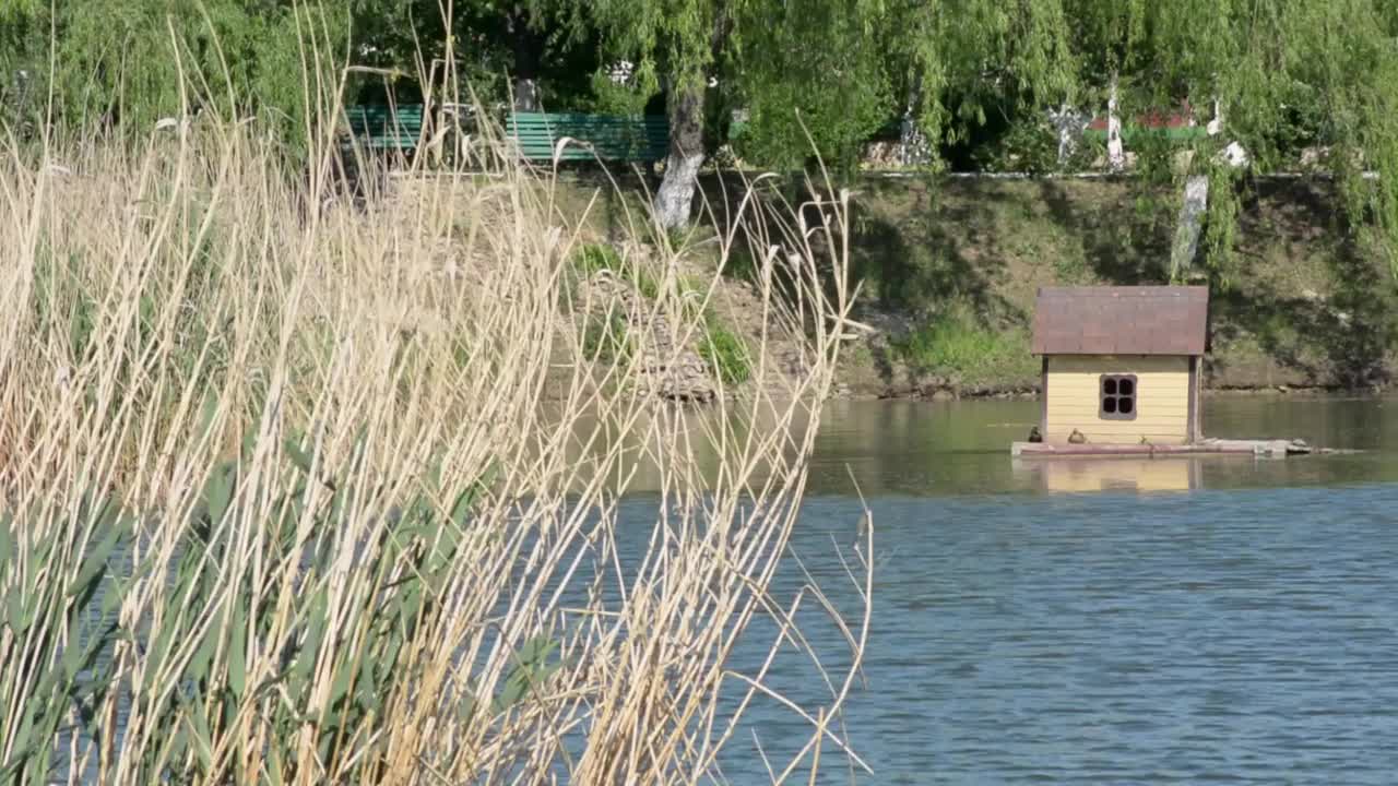 芦苇、湖泊和鸭子视频下载