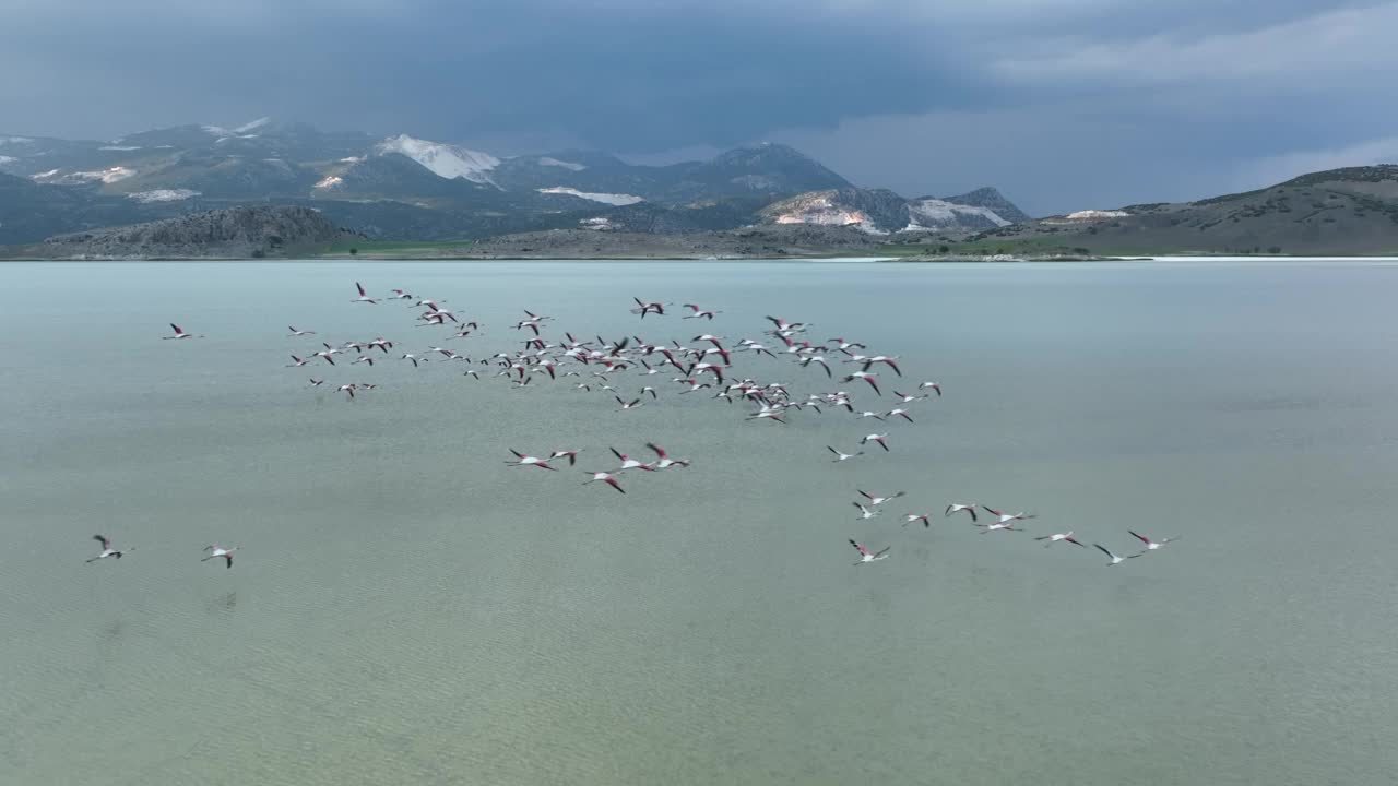 火烈鸟飞过湖面的慢动作视频视频素材