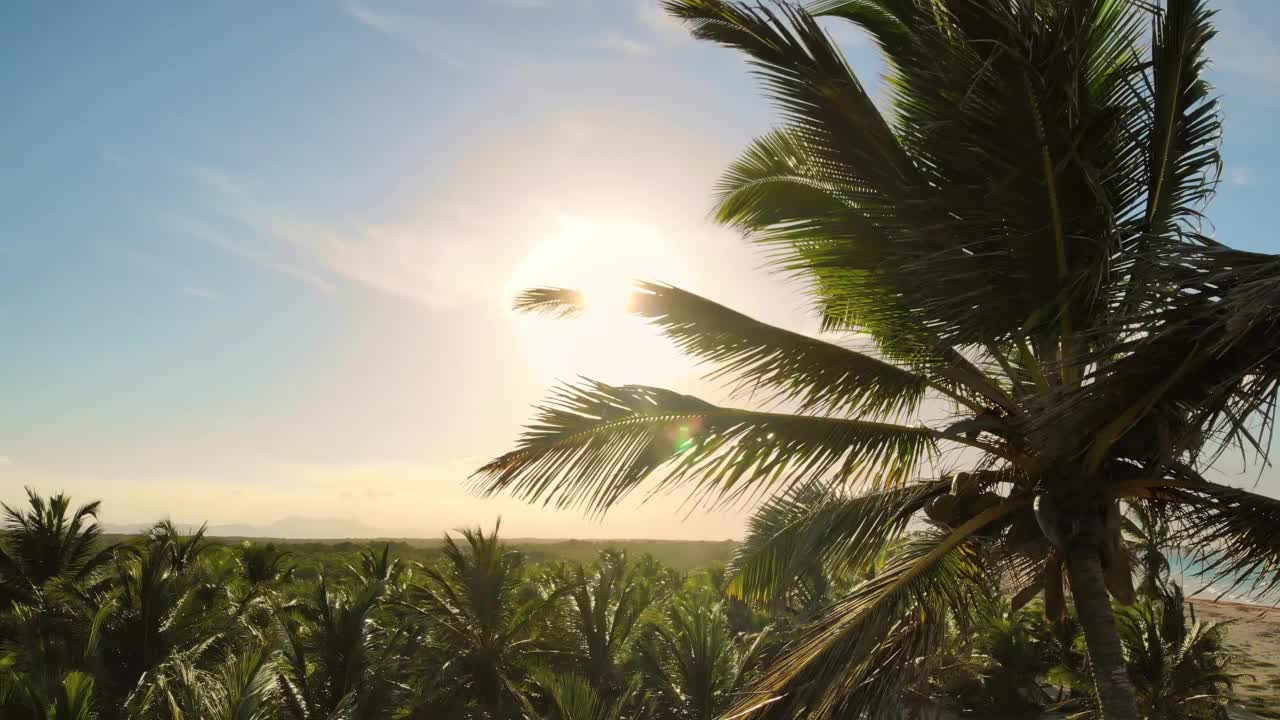 棕榈树映衬着美丽的蓝天。镜头光晕效果。视频素材
