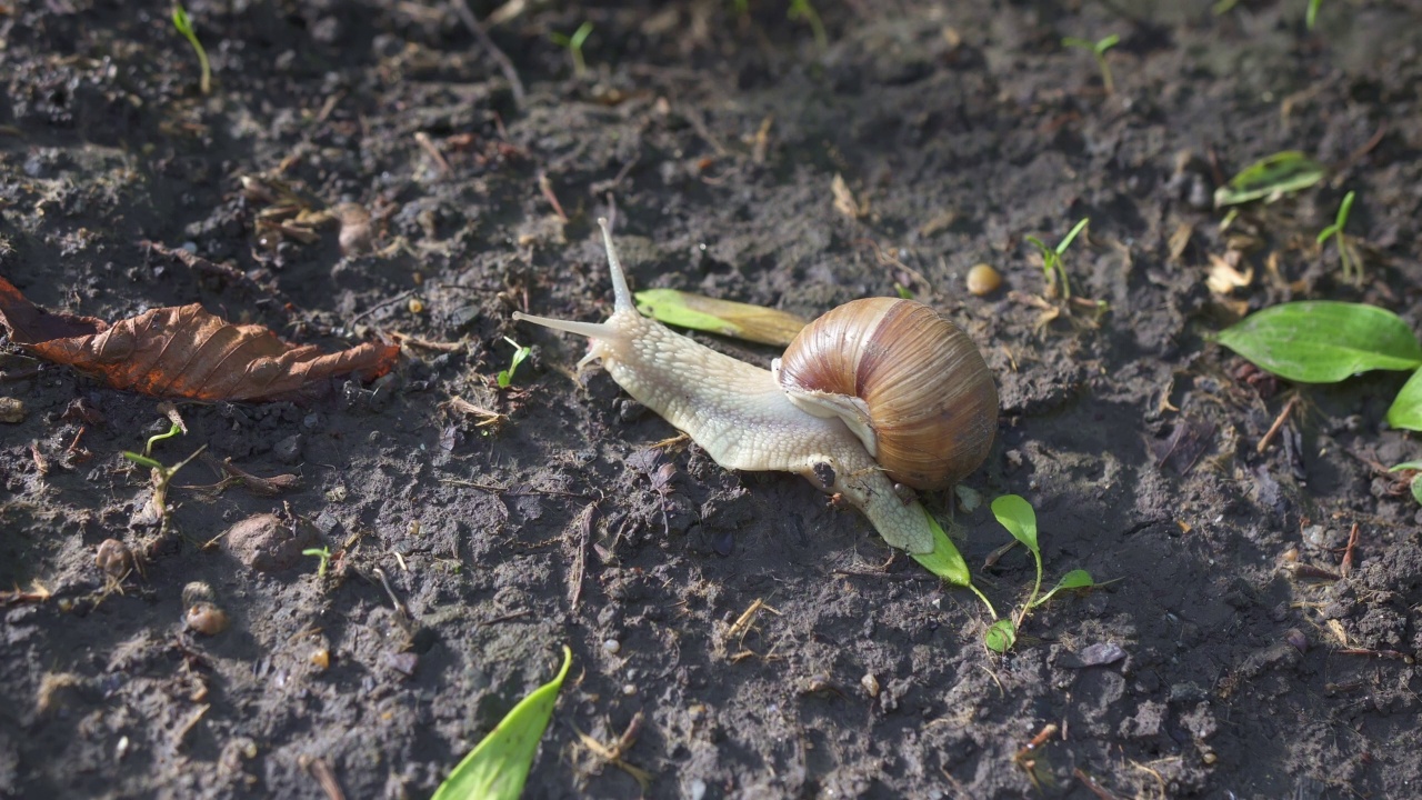 带壳蜗牛在泥土地上爬行的4k特写视频下载