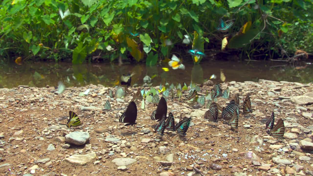 一群蝴蝶在热带森林中完美的自然。视频素材