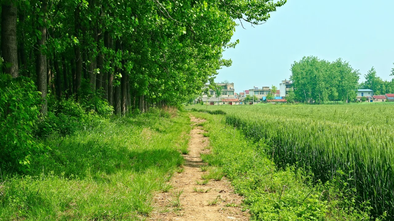 乡村道路和绿色麦田，森林景观视频素材