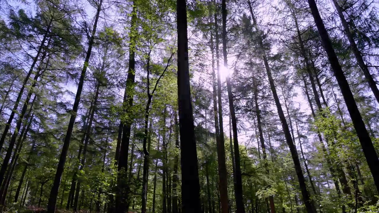 森林的阳光。观点走路。没有人。SM。视频下载