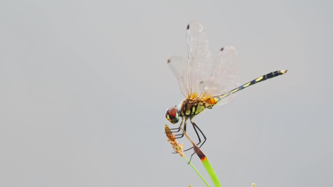 黄色的蜻蜓在自然界的花朵上。视频素材