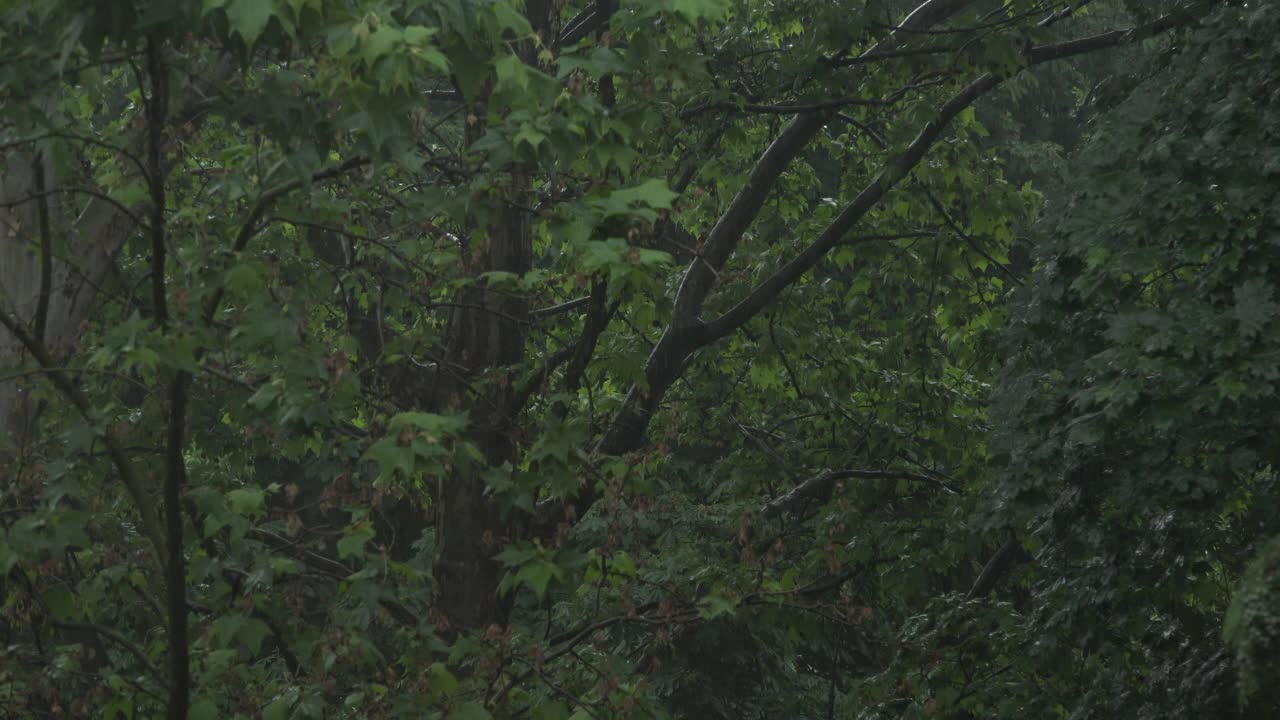 春天在枫树公园里下雨视频素材