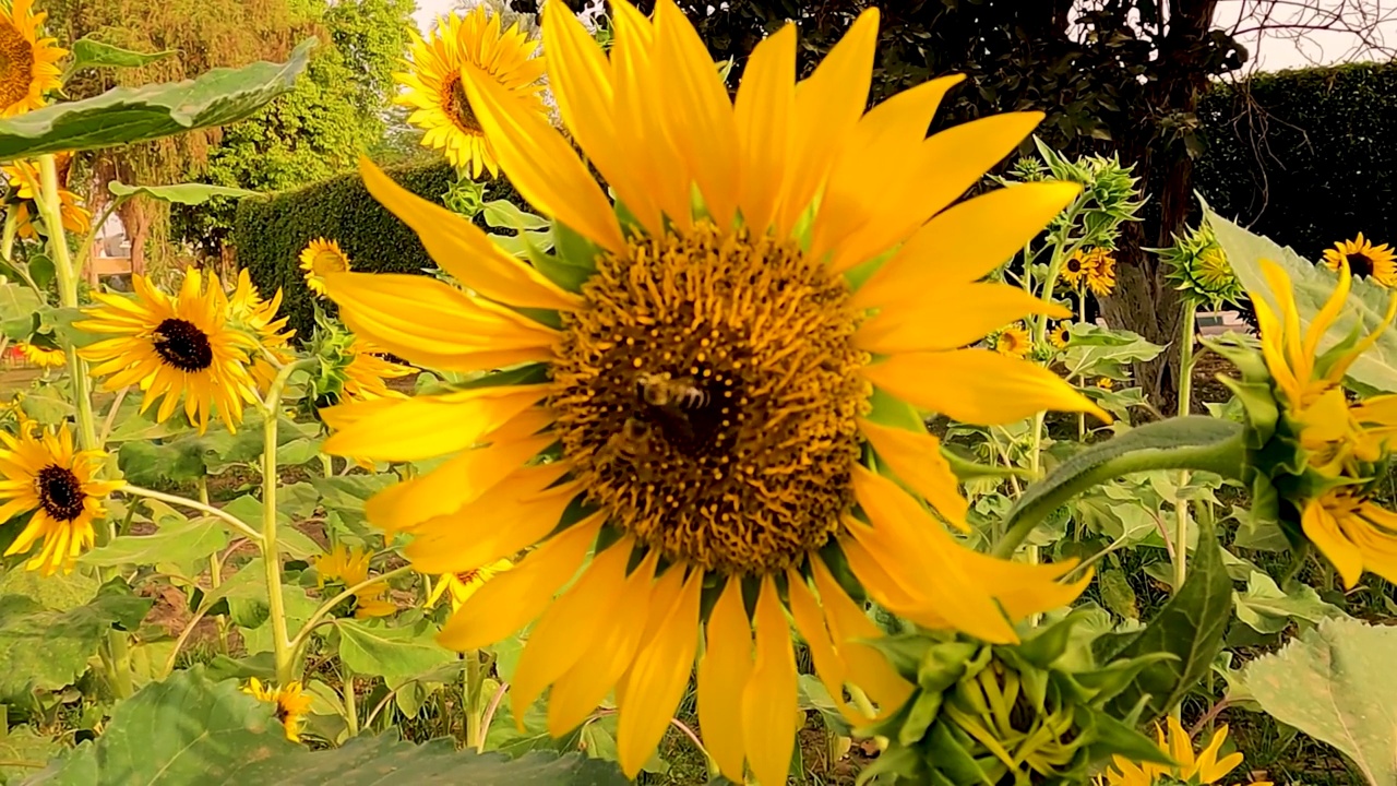 向日葵黄色花头与蜜蜂的特写视频素材