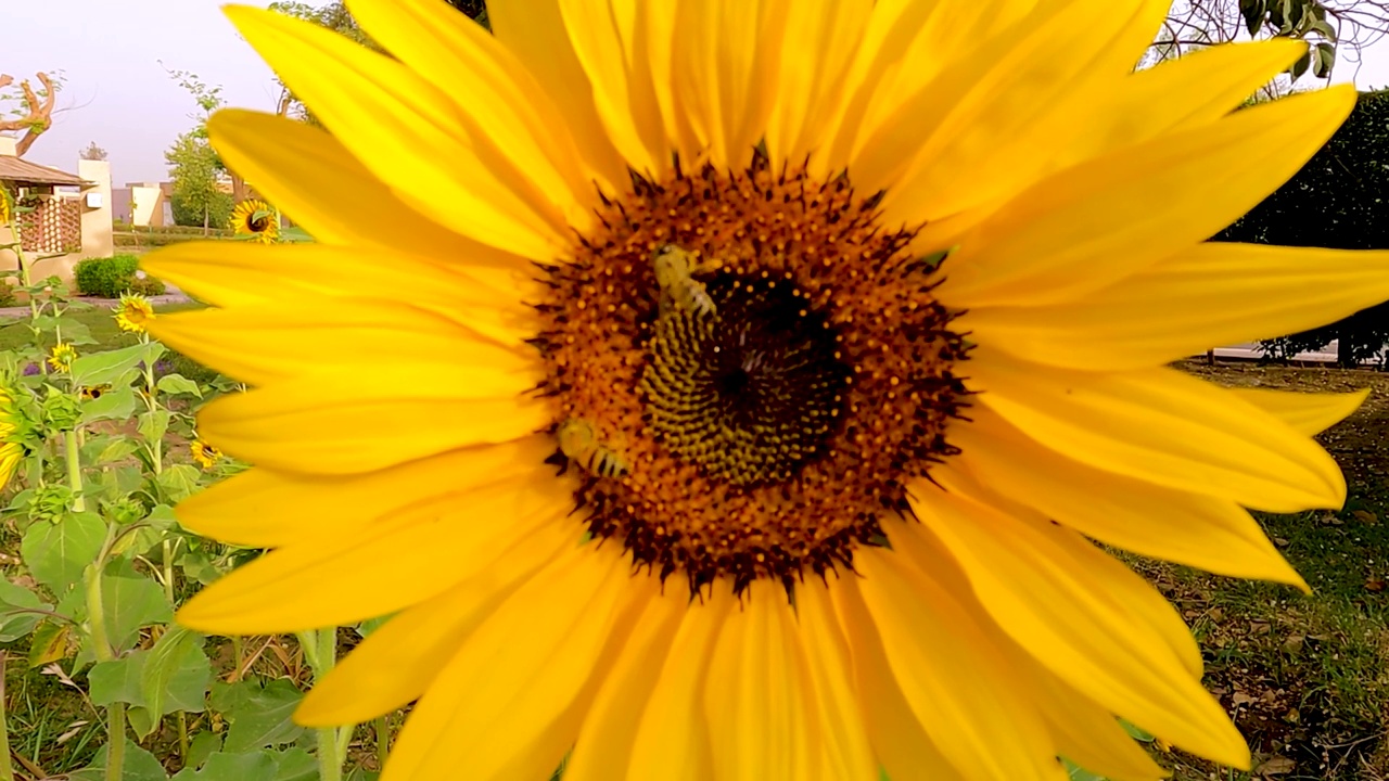 向日葵黄色花头与蜜蜂的特写视频素材