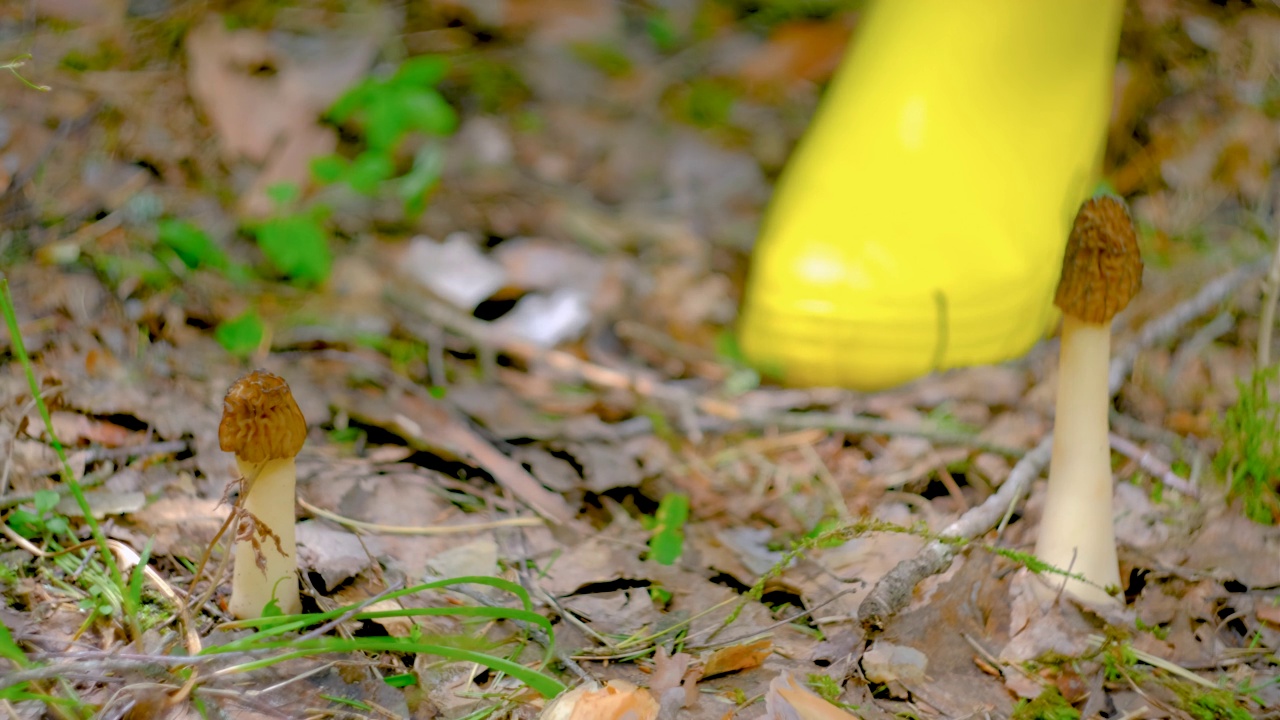 春天森林里的波西米亚。一个穿着黄色靴子的女孩用一把特制的野营刀切蘑菇。收集第一批野生植物视频下载