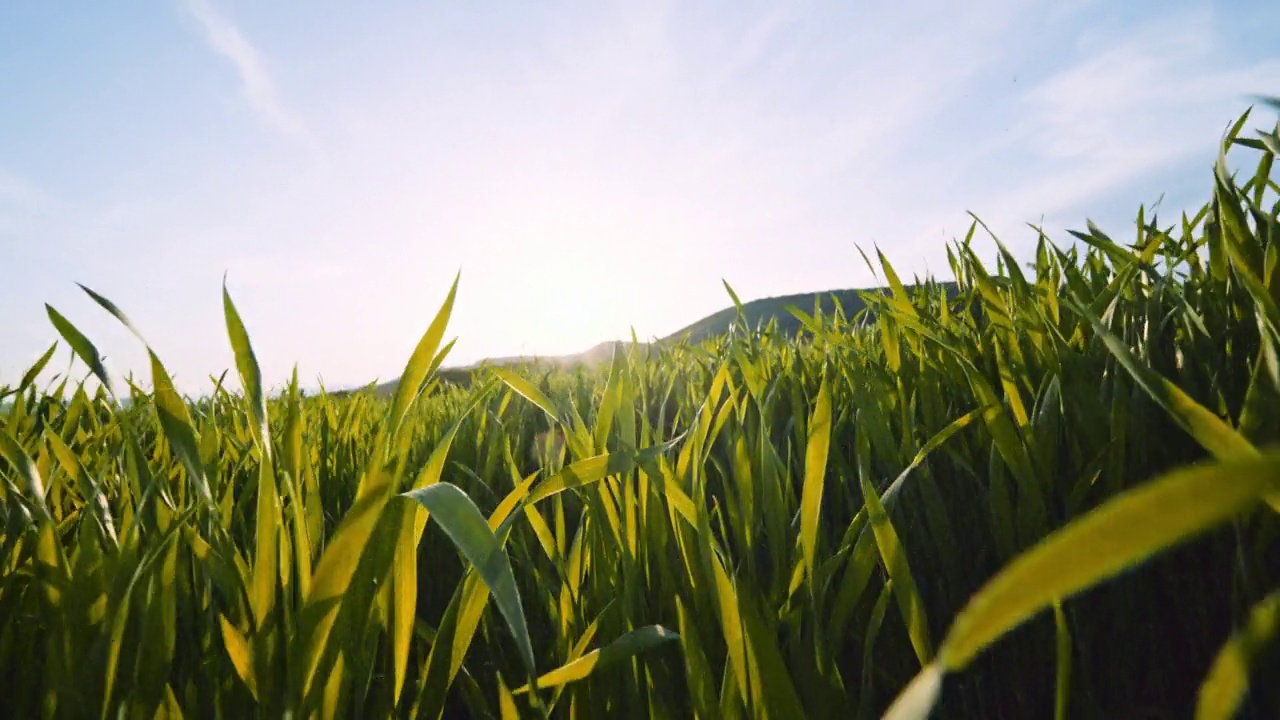日落时年轻的小麦作物的特写。农业的概念。视频素材