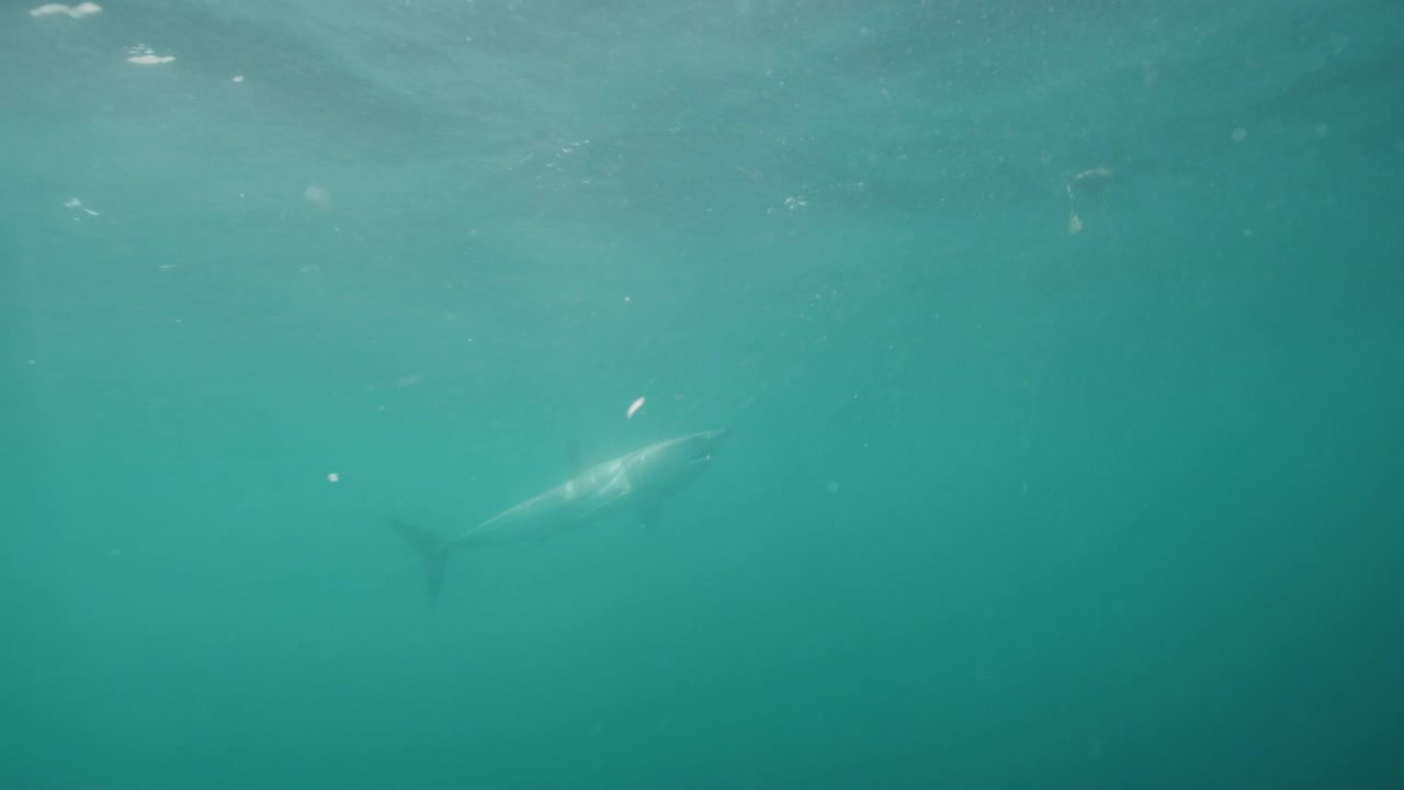 灰鲭鲨视频下载