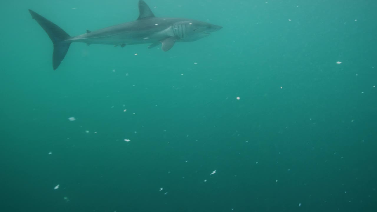 灰鲭鲨视频下载