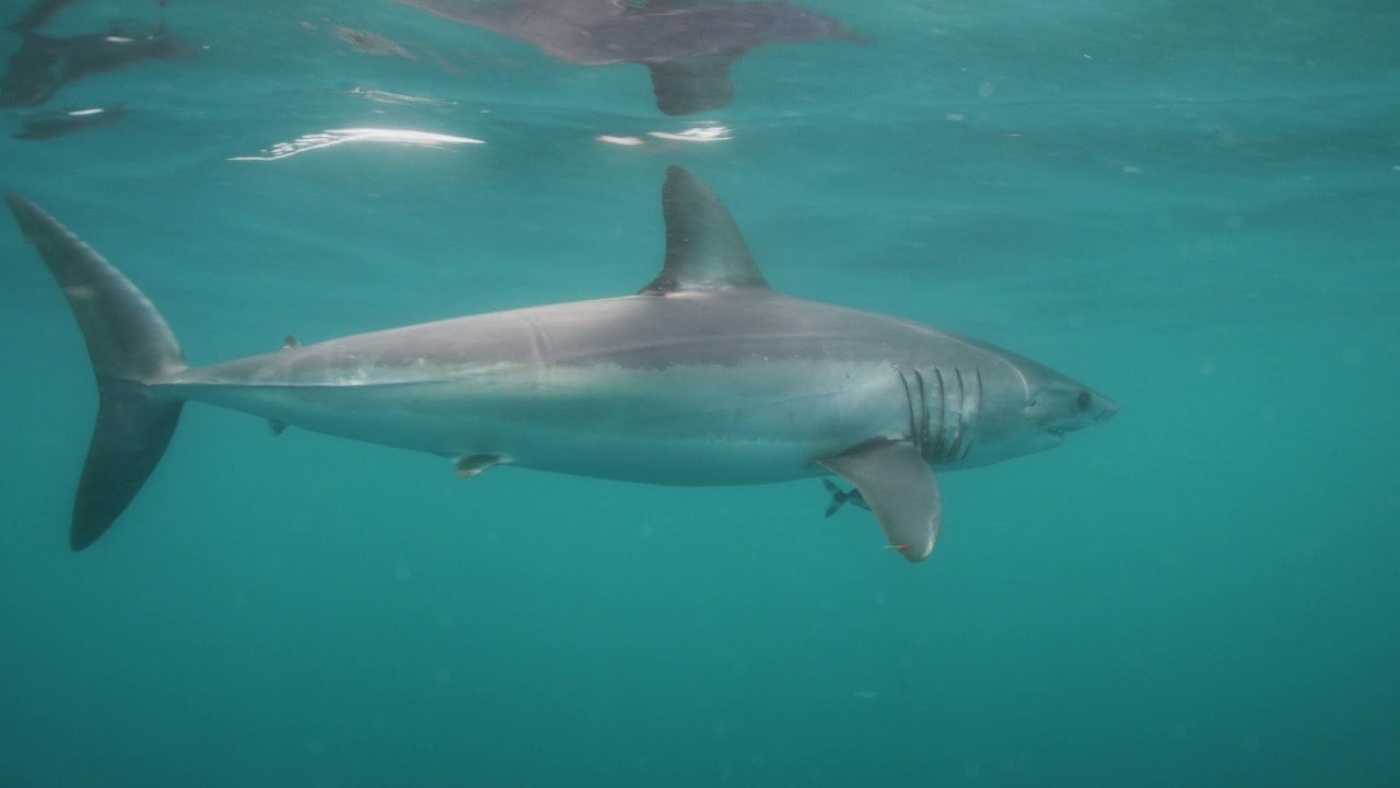 灰鲭鲨和领航鱼视频下载