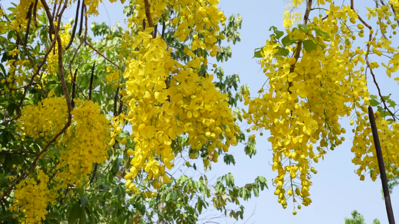 黄金雨树。园树决明子瘘管视频下载
