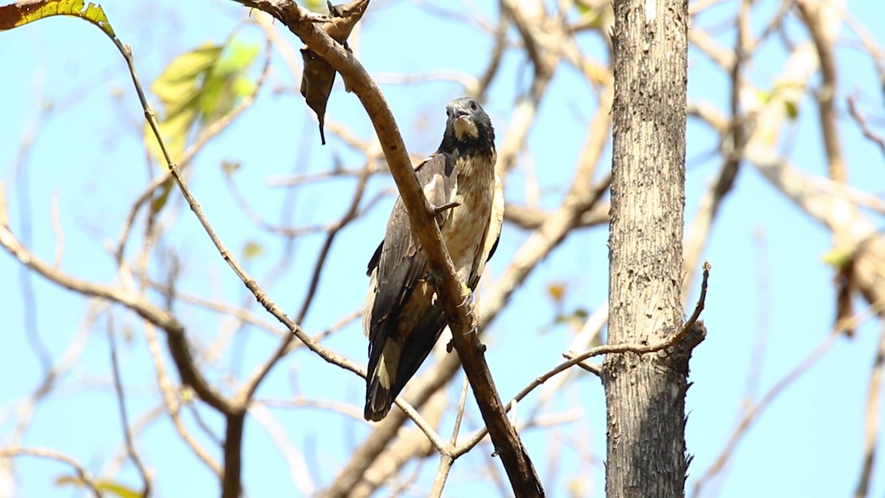 东方蜂蜜秃鹰鸟在树枝上的自然背景。老鹰。动物。视频素材