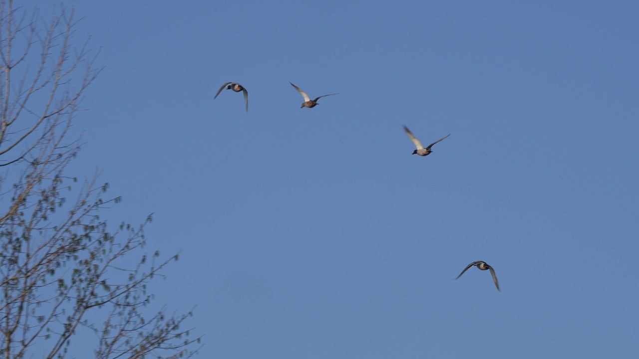 野鸭(绿头鸭)，一群飞行中的鸟类视频下载