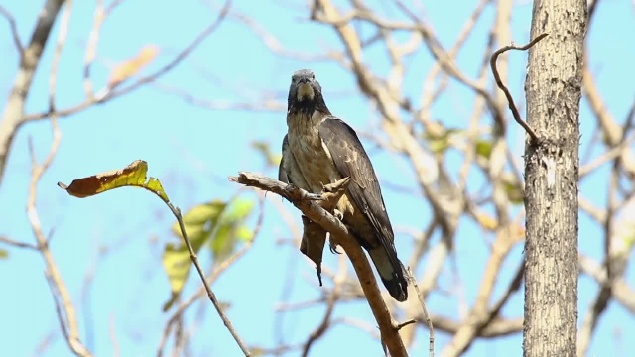东方蜂蜜秃鹰鸟在树枝上的自然背景。老鹰。动物。视频素材