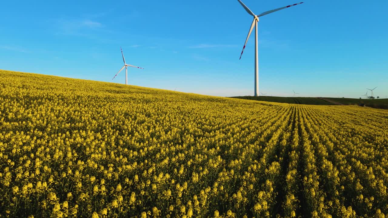 鸟瞰惊人的农业景观盛开的黄色油菜籽田旋转的风力涡轮机生产可再生能源视频素材