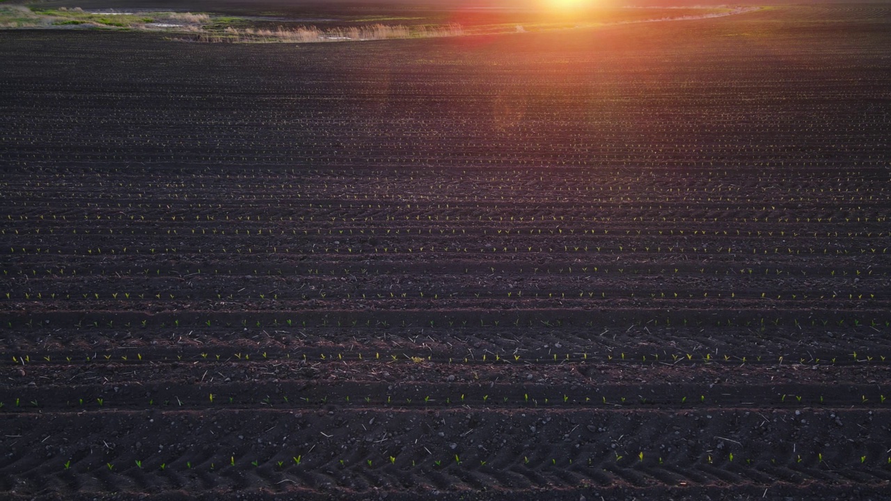 年轻的绿色玉米，玉米芽，嫩枝，在日落时在土壤背景上种植在田间视频素材