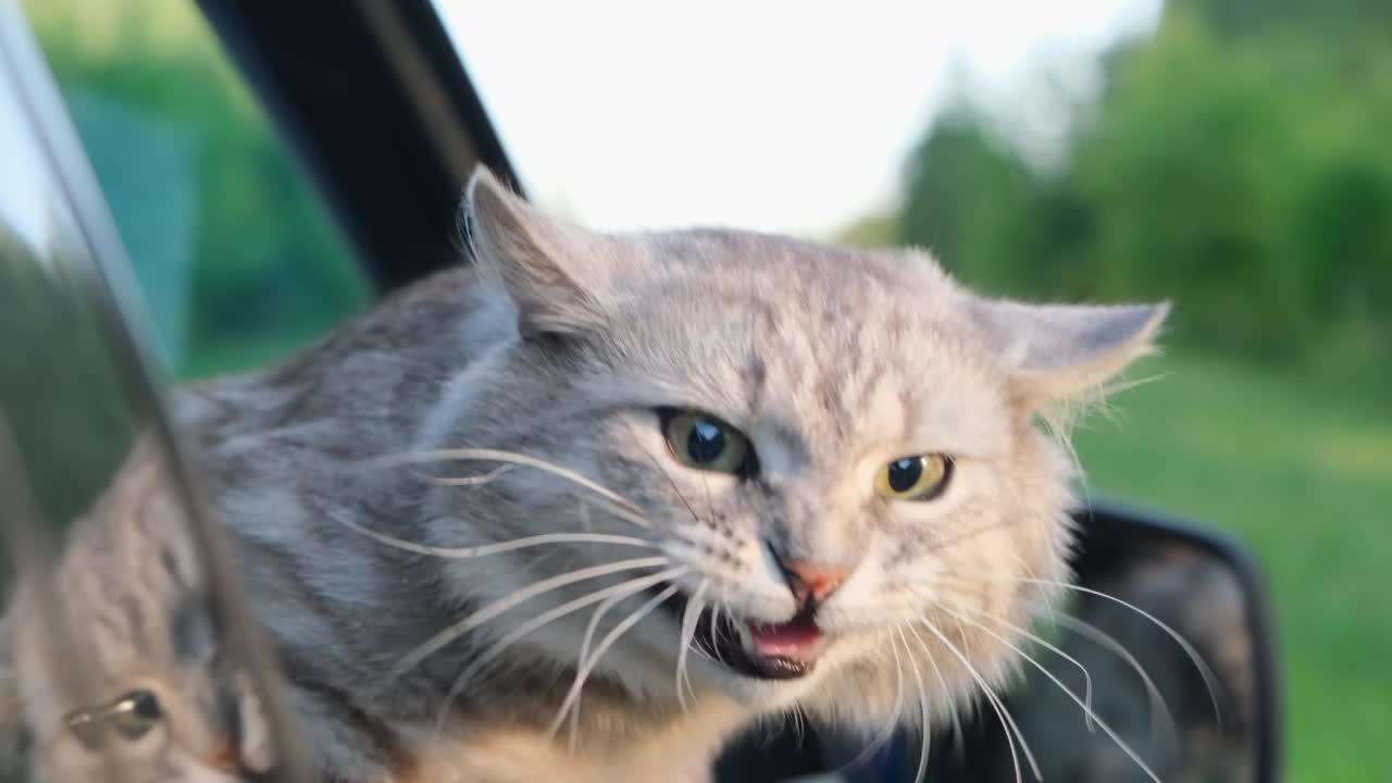 一只愤怒的猫坐在车里，看着窗外。视频下载