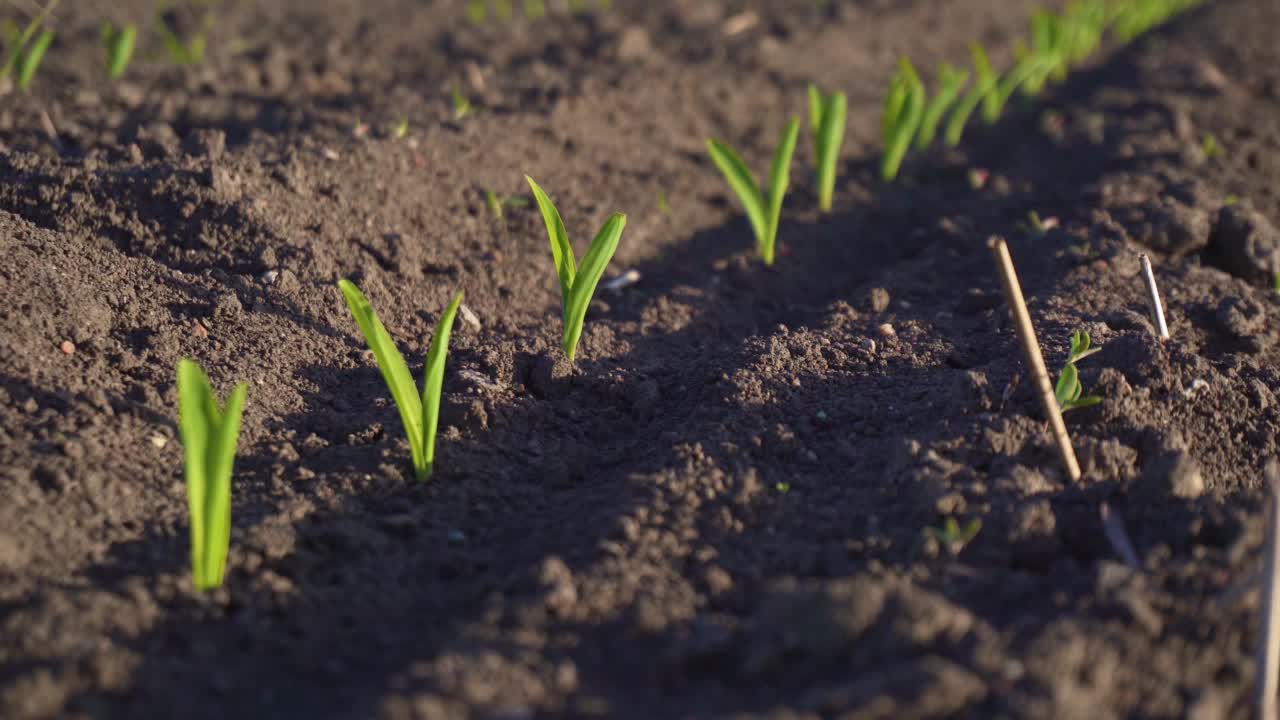充满活力的绿色年轻玉米植株的特写，幼苗在深棕色肥沃，潮湿的土壤视频素材