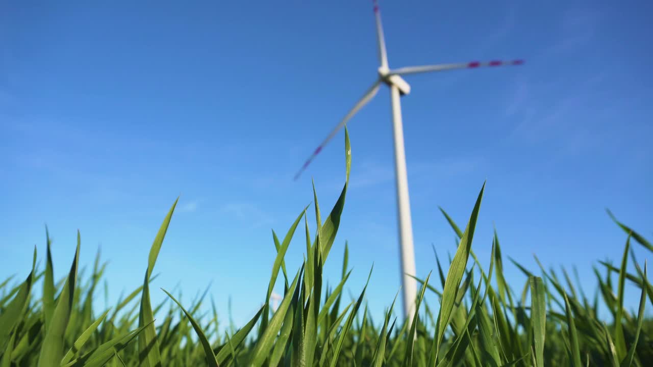 在风力涡轮机旋转叶片背景下生长的小麦作物的芽，以产生绿色能源视频素材