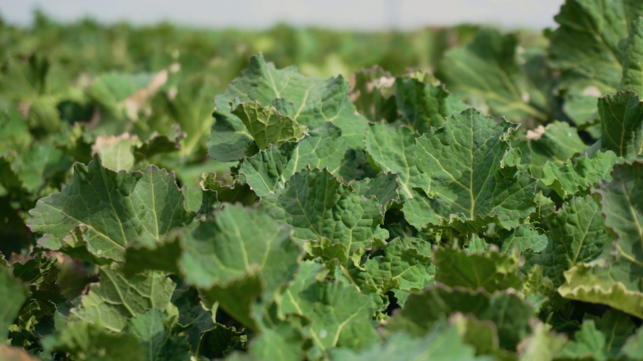 在油菜籽大农田上拍摄冬季油菜籽的叶子视频素材