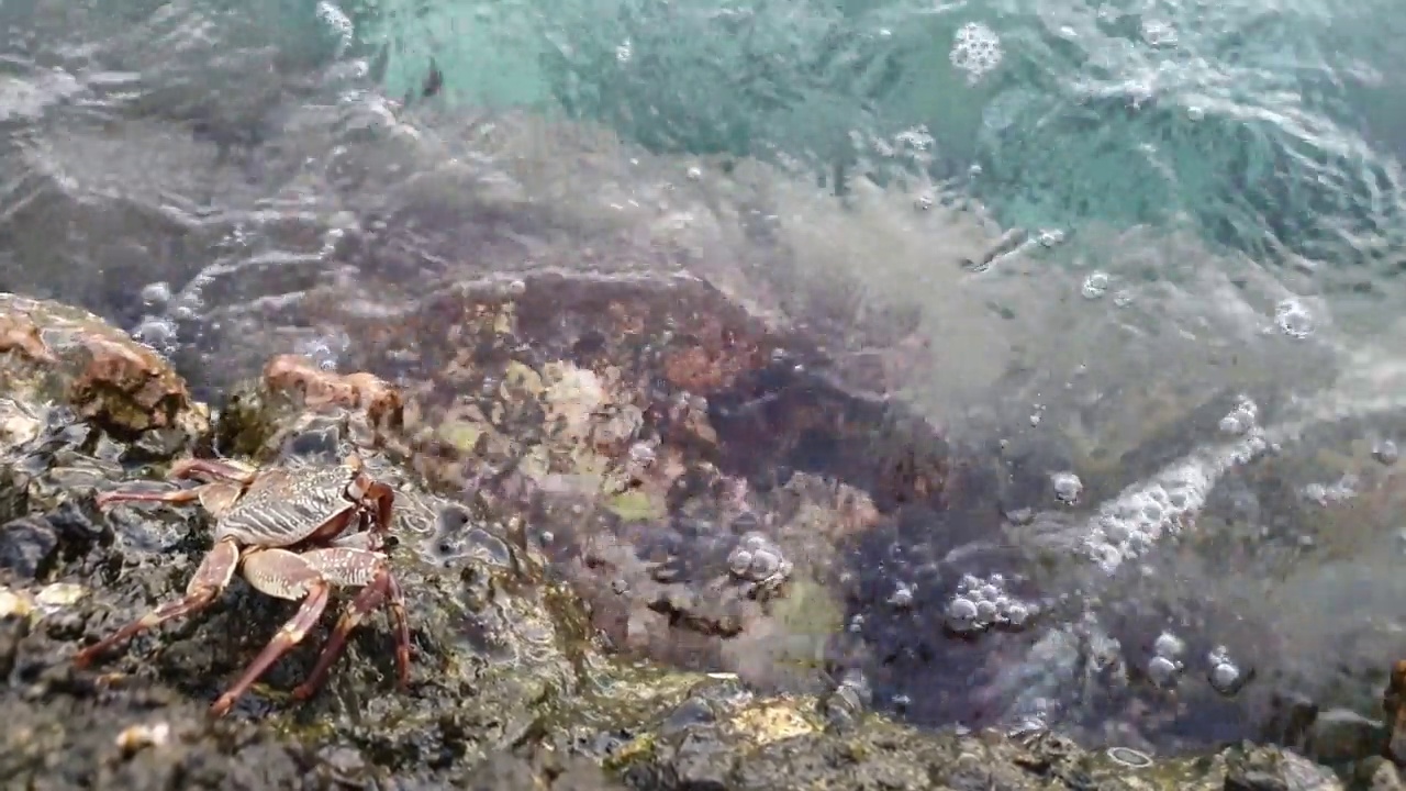 马尔代夫岩石上的快足蟹视频素材
