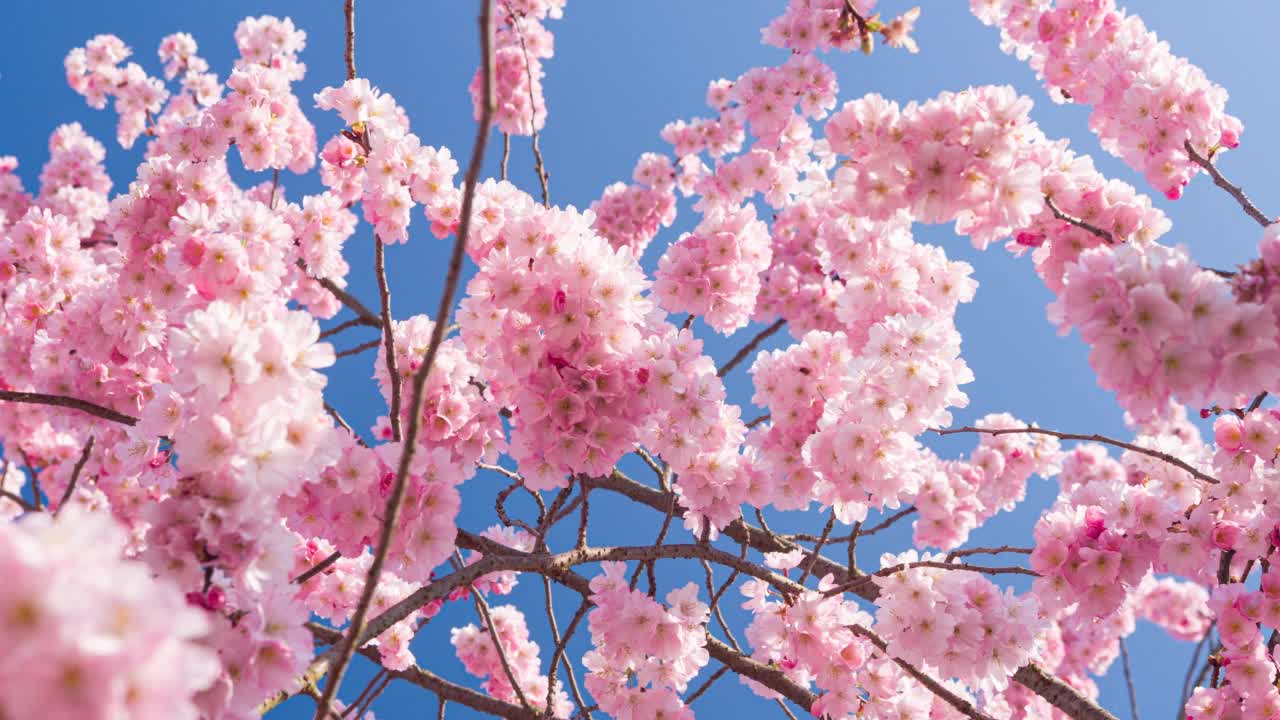 樱花盛开，宣告春天来了视频素材