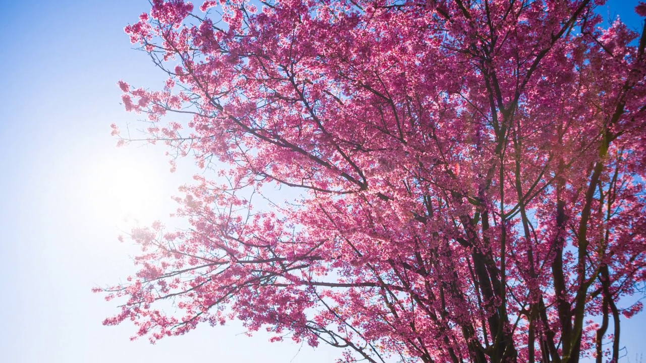 美丽的粉红色樱花盛开在春天的阳光下视频素材