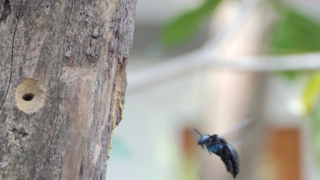 木匠蜂飞进巢的慢镜头。视频下载