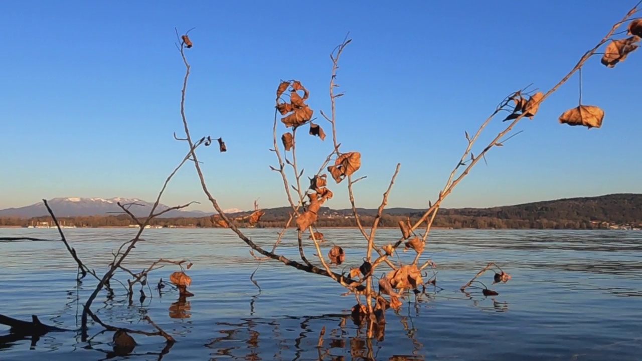 枯叶浸没在湖水中的树枝的低角度视角。慢动作视频素材