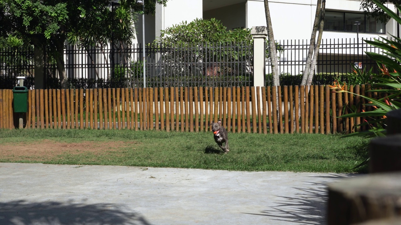 蓝鼻子的斗牛犬在公园里玩耍。狗在绿色的草坪上玩球和奔跑。视频下载