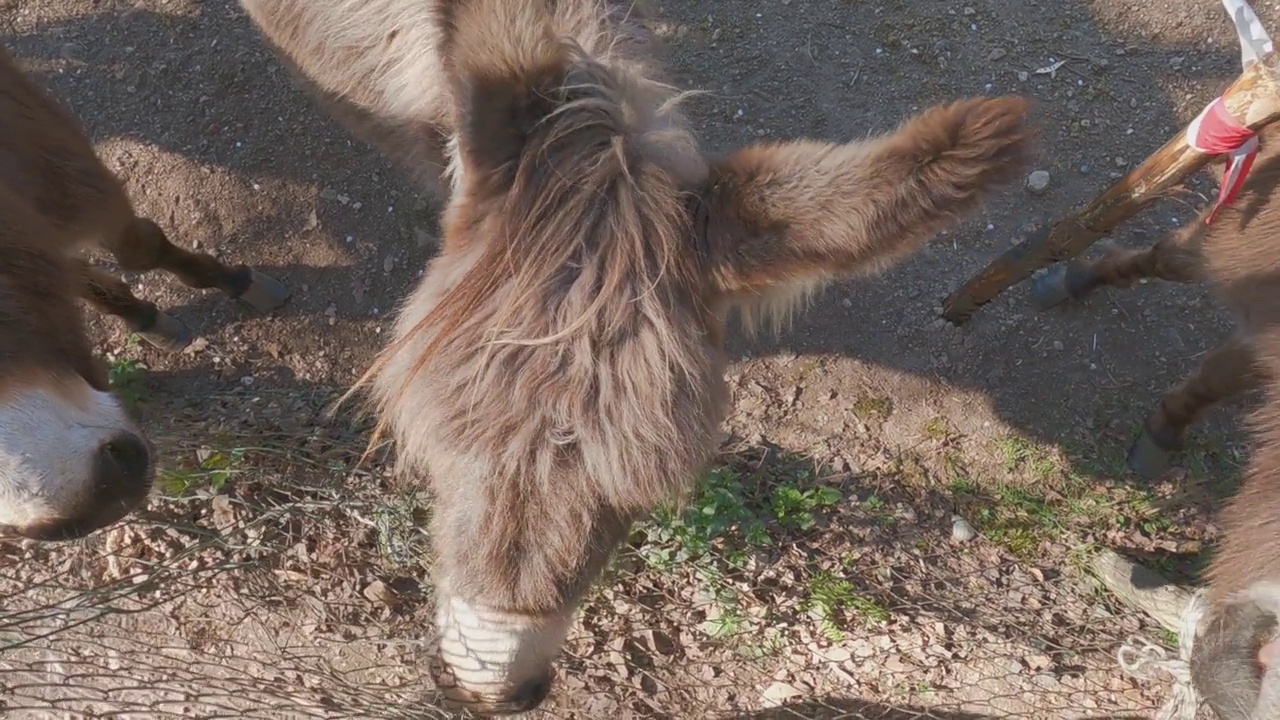 好奇和有趣的毛驴看起来接近栅栏。大倾角视频素材