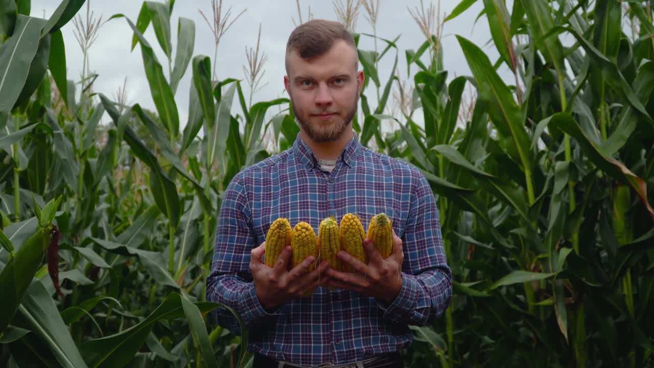 手里拿着玉米的农学家看着相机。玉米收获视频下载