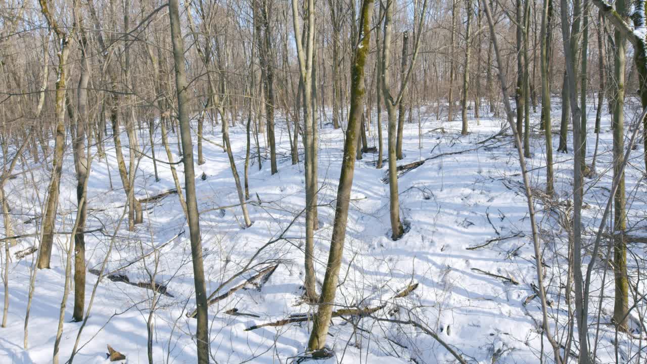 森林里倒下的树。白天，森林里的一棵倒满雪的树。视频下载